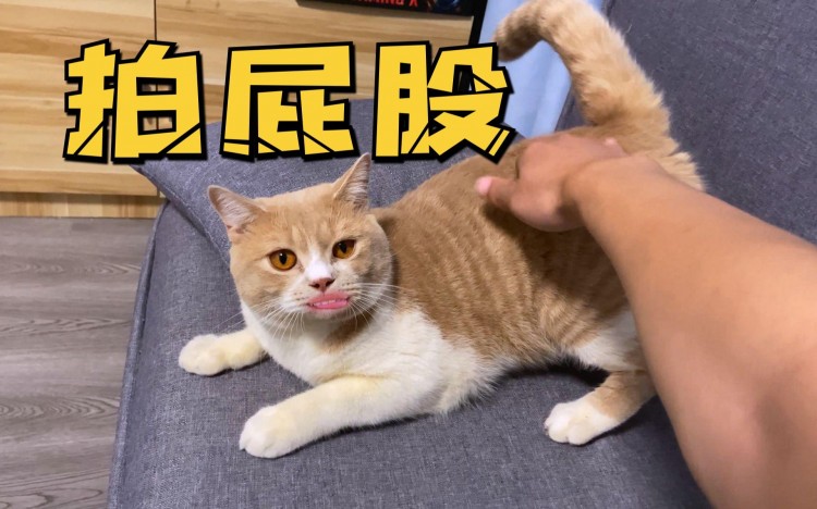 想要知道猫咪的心情那就看它的尾巴！