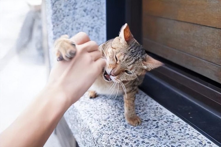 为什么不建议养猫这五种危害不是谁都能接受