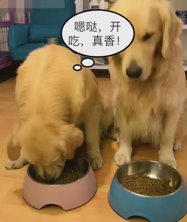 金毛犬挑食不吃狗粮怎么办