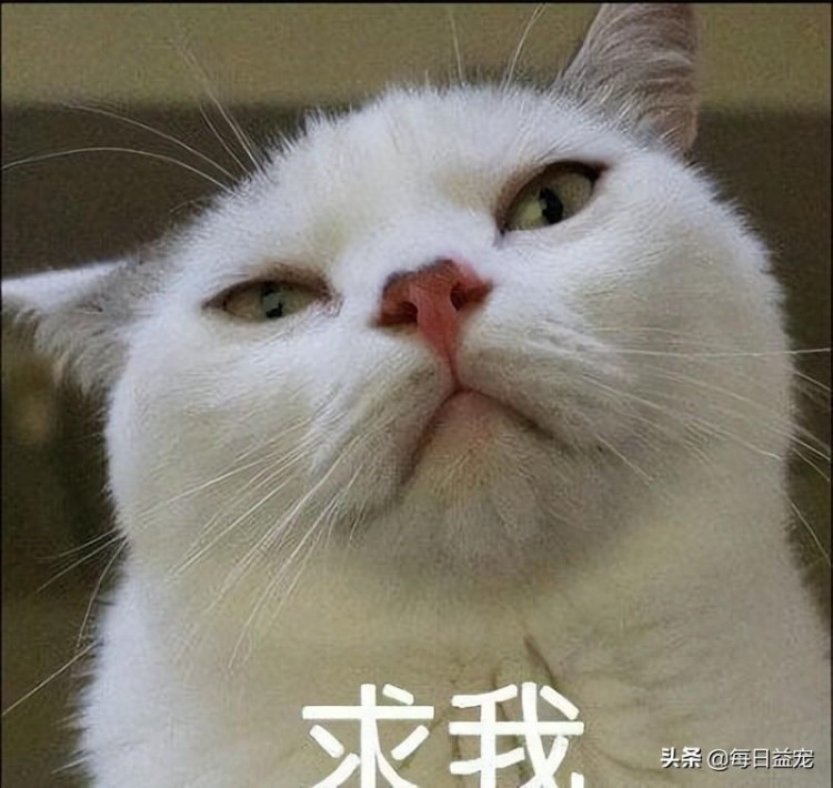 72.5%的猫奴使用猫作为头像，养猫的人也做过这些事情