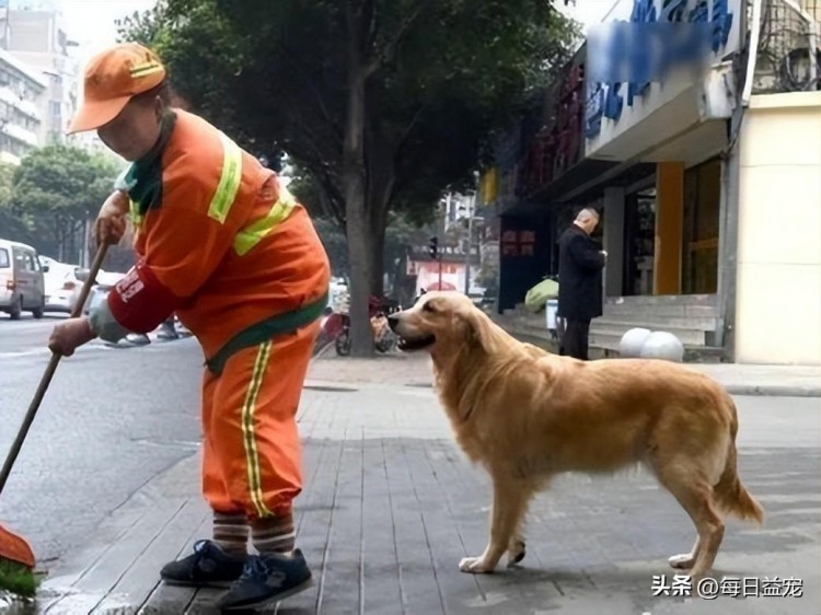 受伤的金毛被环卫工救起它报恩的方式感动无数人太懂事了