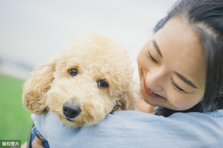 为什么女孩子都喜欢养贵宾犬？这六点，哪点戳中你的心