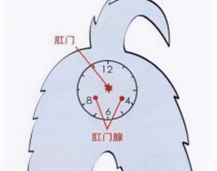 狗狗多久挤一次肛门腺