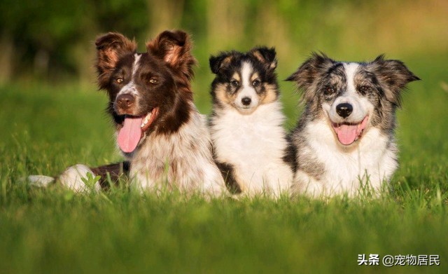 边境牧羊犬：没看见没看见！不是我做的！边境牧羊犬疯狂地测试人类的底线